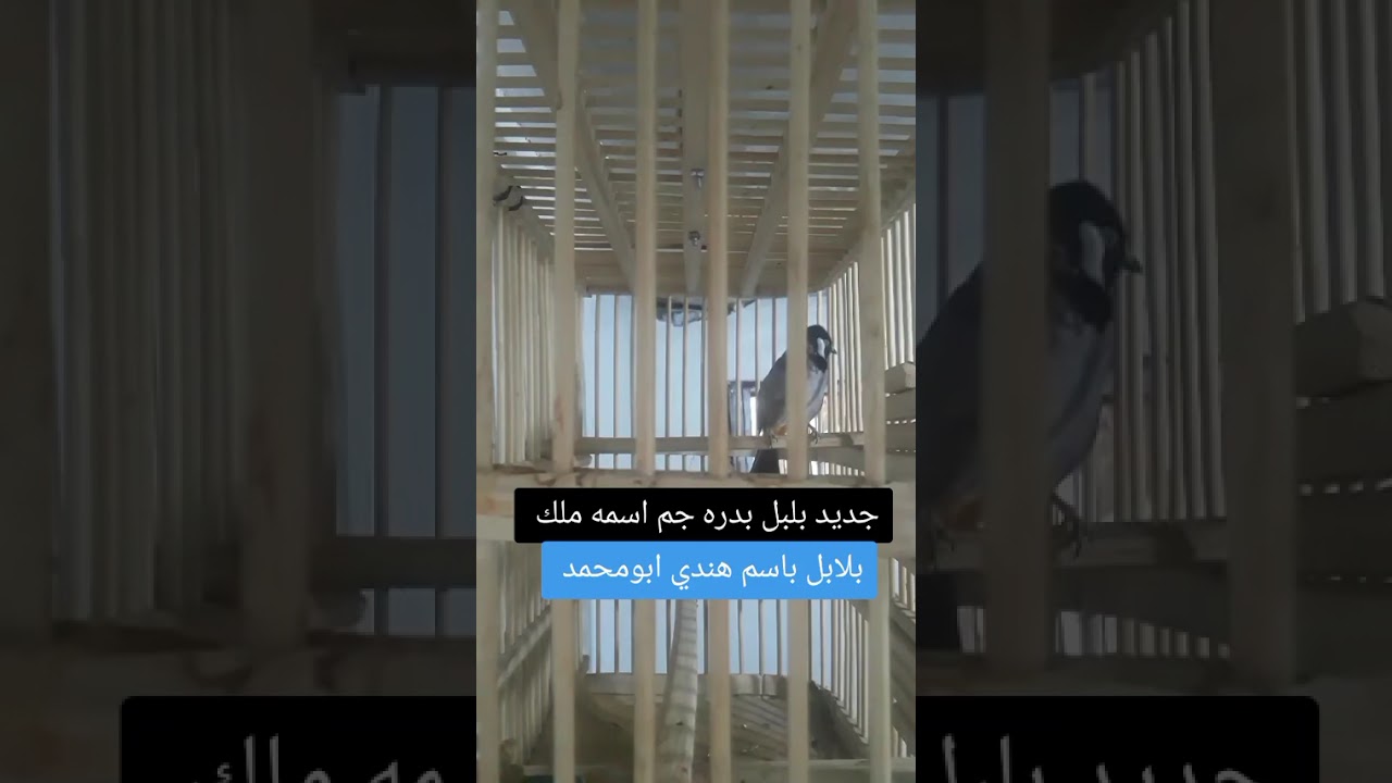 اقوه دك بلبل مال البصره ابي الخصيب هم بلبل ليف وهم تقريد