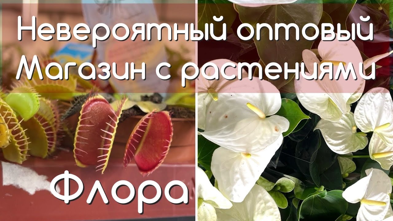 Обзор оптового магазина комнатных растений ФЛОРА