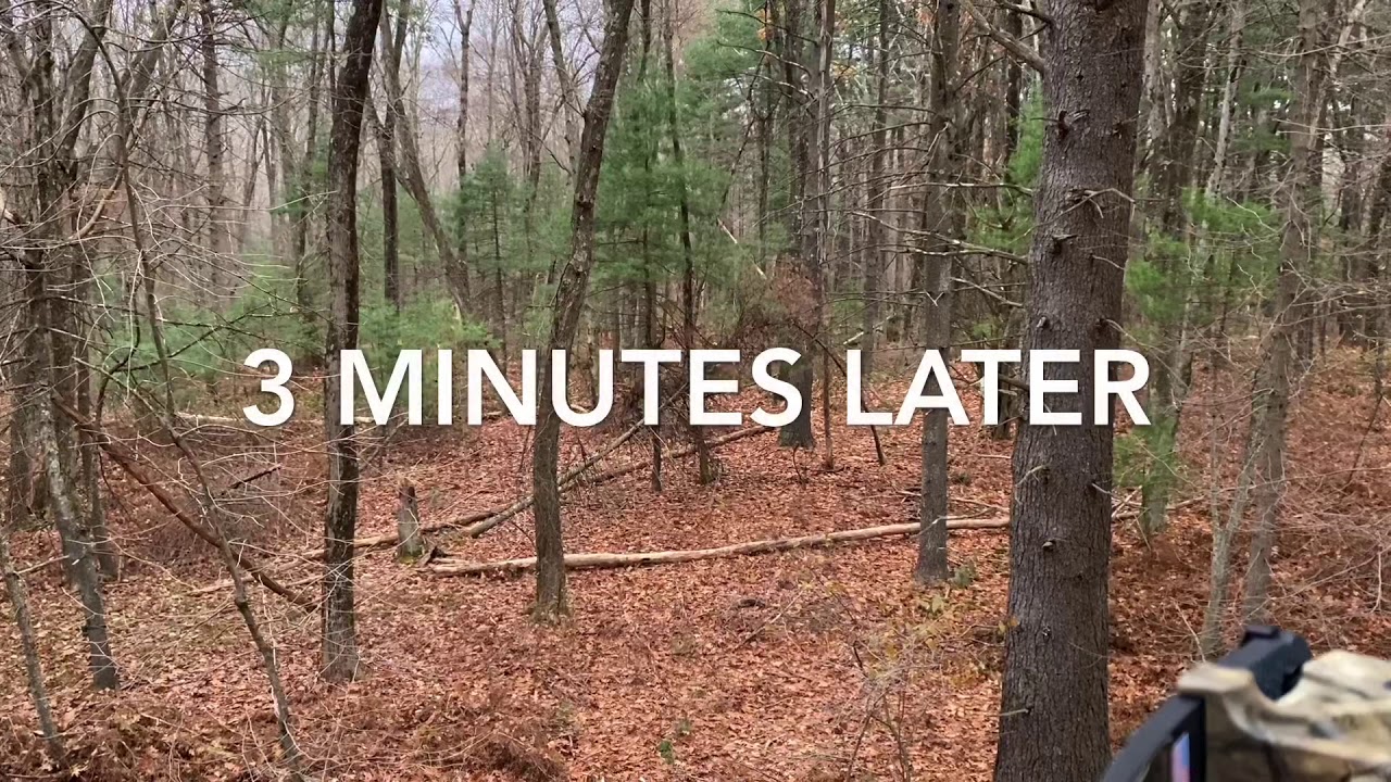 Massachusetts Bow Hunting - BIG BUCK CALLED IN!