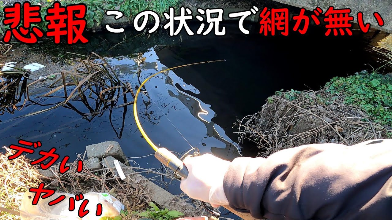 悲報！！デカいの掛ったのに網が無いので直接掴みに行く！！