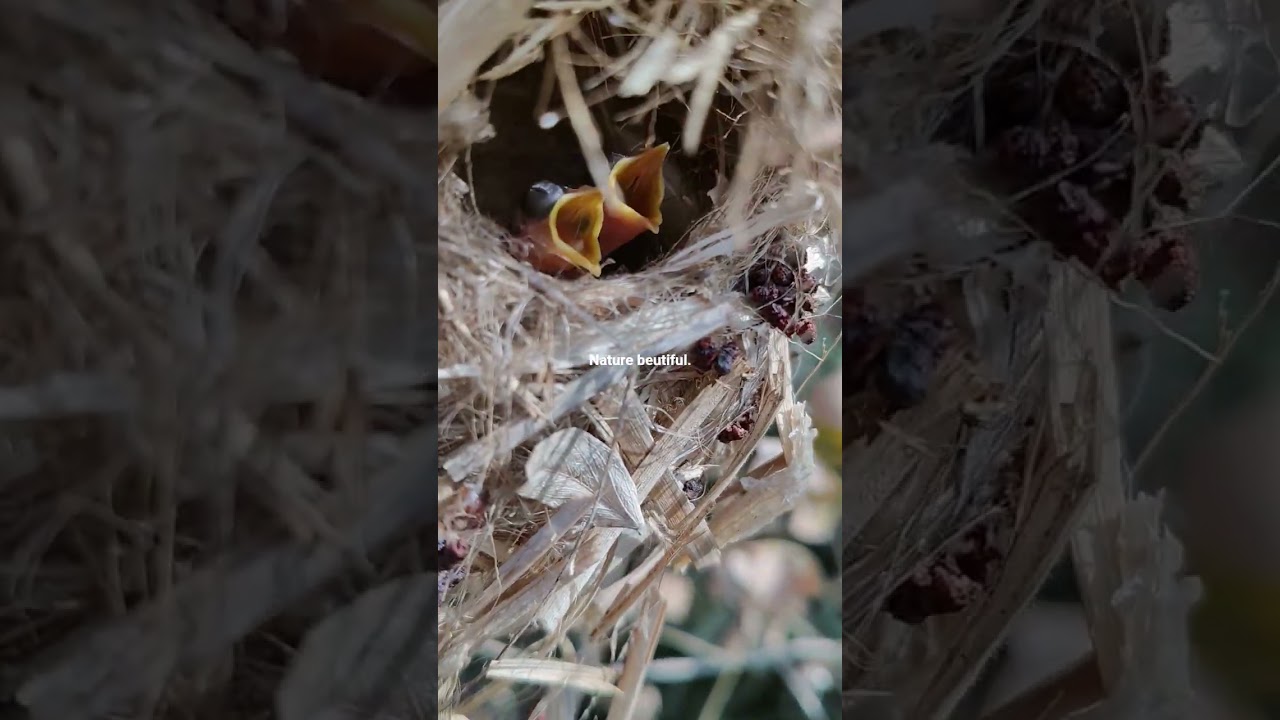 sparrow born, nature beauty.