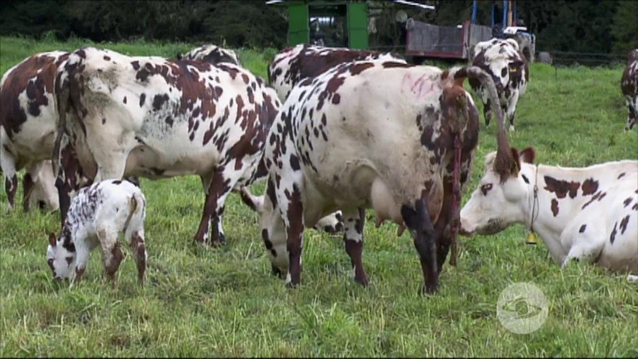 Requerimientos nutricionales de los bovinos de leche | La Finca de Hoy