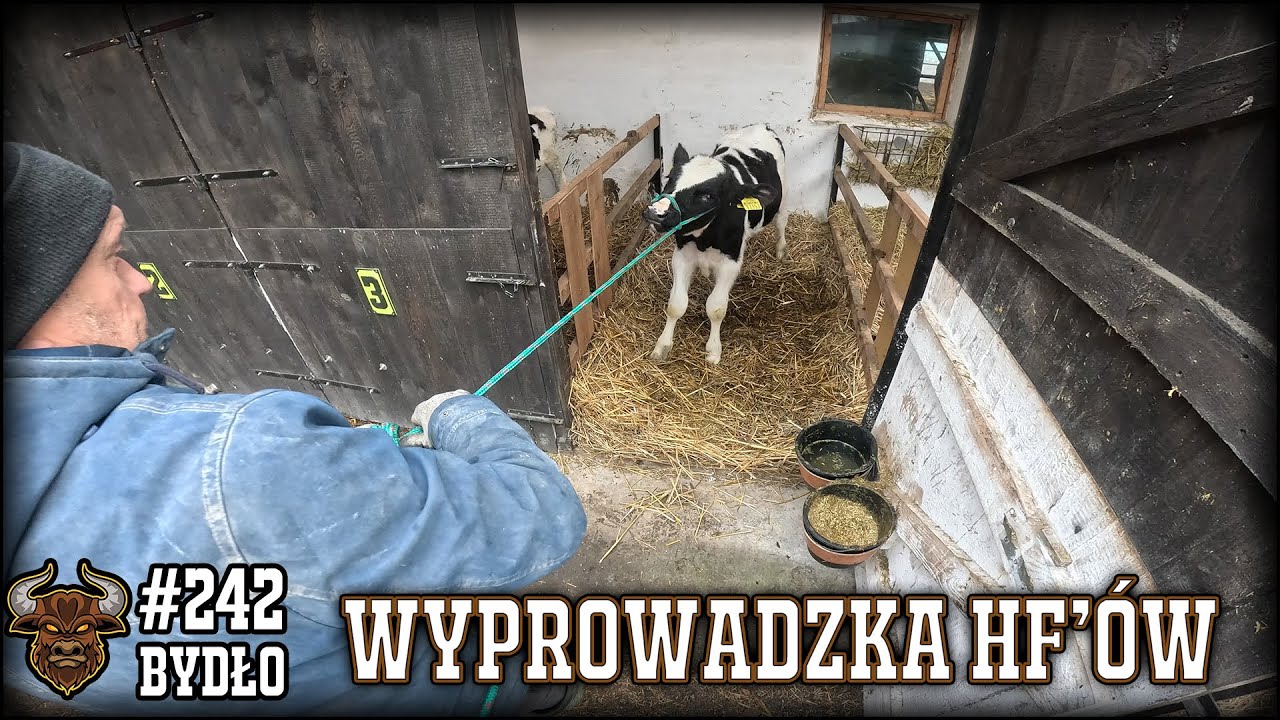 #242 Bydło opasowe - Przeganiamy HF i robimy miejsce na kolejne cielaki.