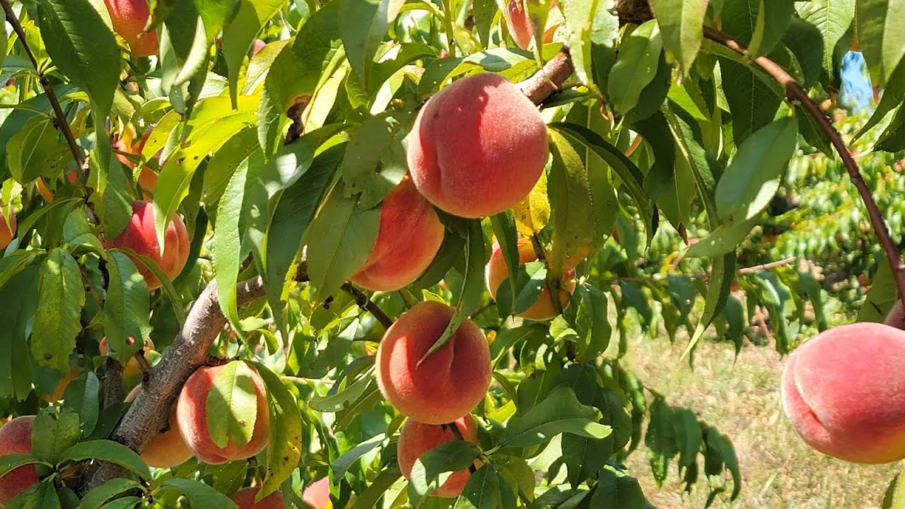 🍑 Cortando Duraznos 🍑 