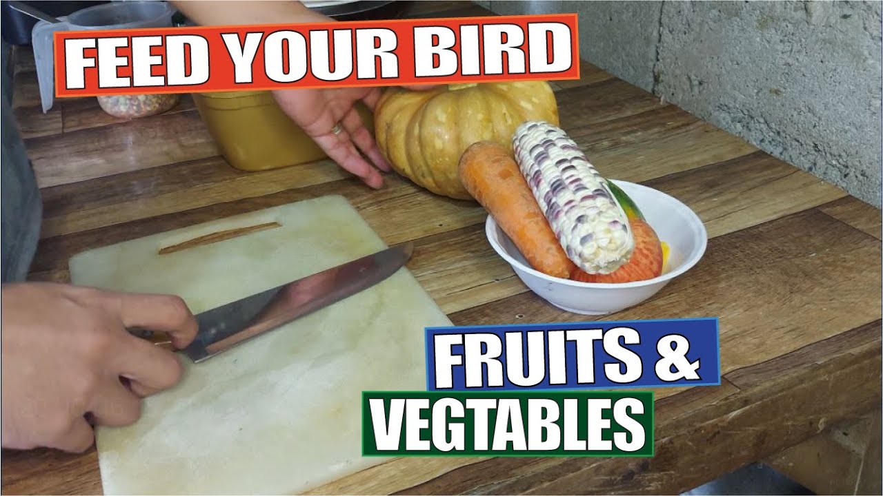FRUITS AND VEGETABLES FOR COCKATIEL AND CONURE