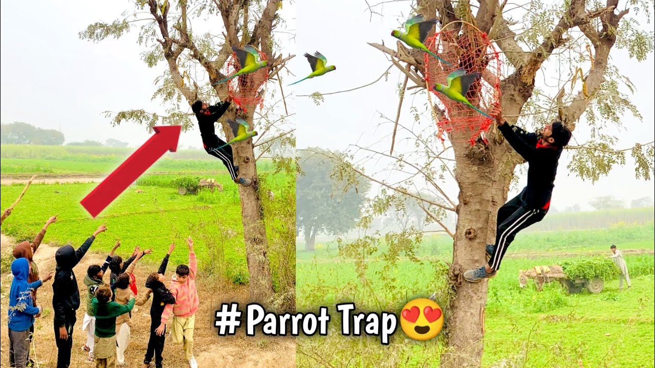 Bht Sara Green Parrots Pakar Liya 😍 Trap 2nd Day Pr | How to Catch a Green Parrot 🪤