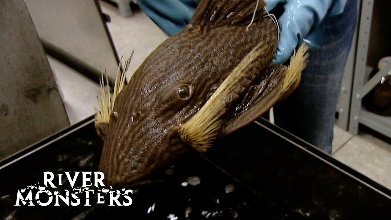 The STRANGEST and MOST BIZARRE | River Monsters