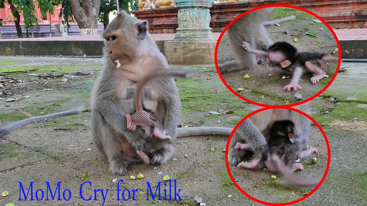 MoMo Cry For More Milk Because MoMo is a baby monkey born a few days ago, the baby of Malika
