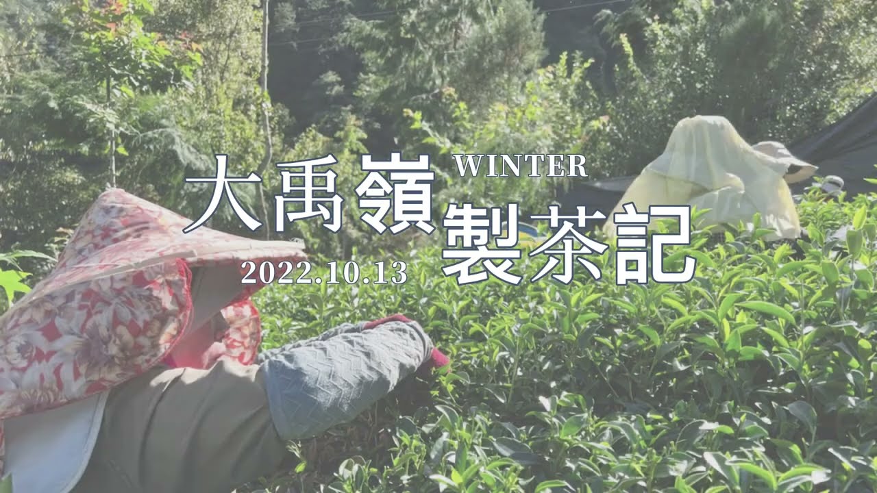 111年大禹嶺100K冬茶製茶記