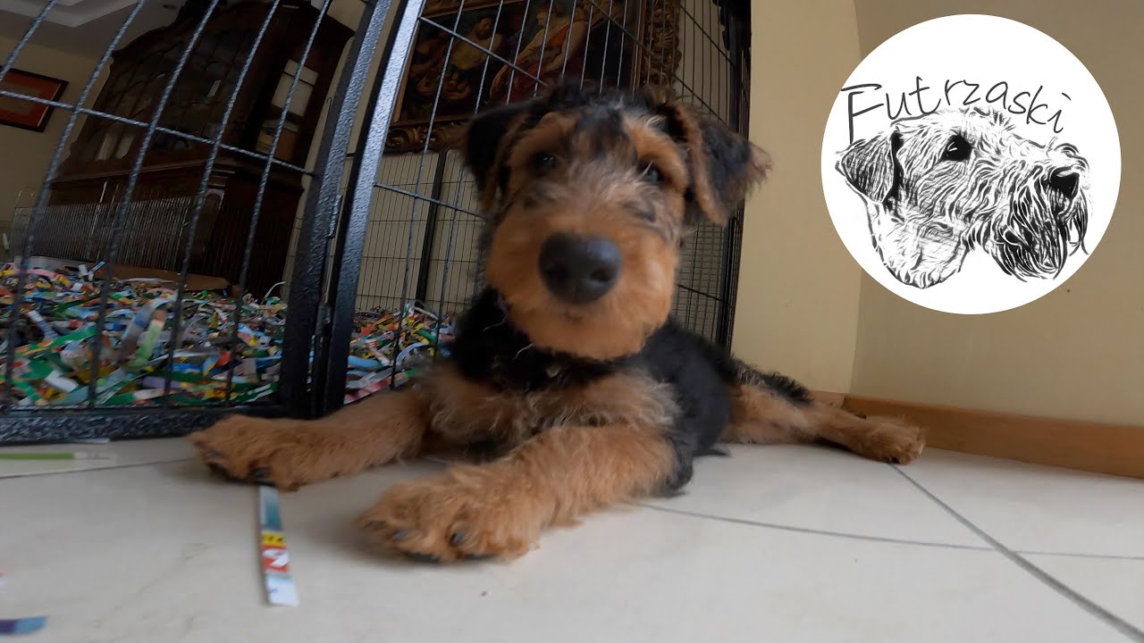 Odwiedziny w Poezji Ruchu - Szczeniaki Airedale Terrier i Kerry Blue Terrier