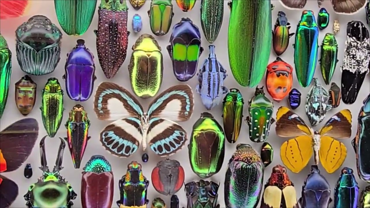 Christopher Marley Exhibit, Seattle 