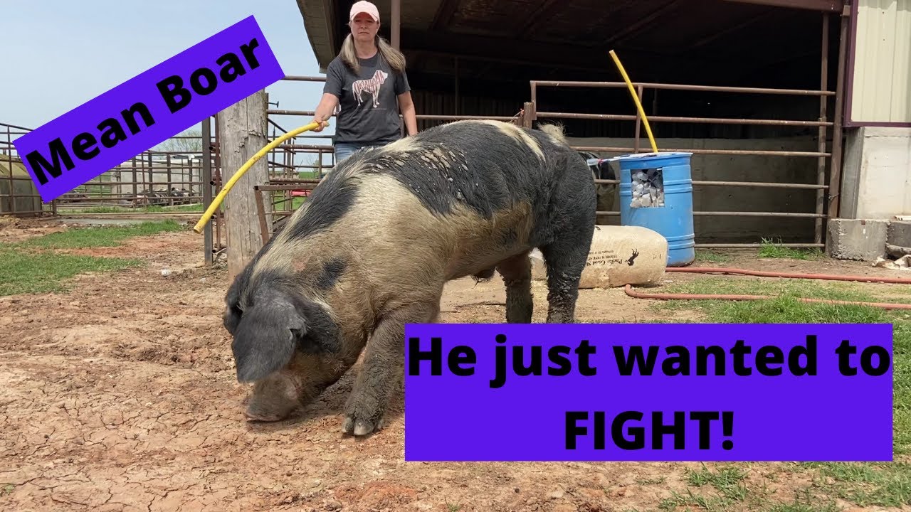 Tough Boar Collecting Day