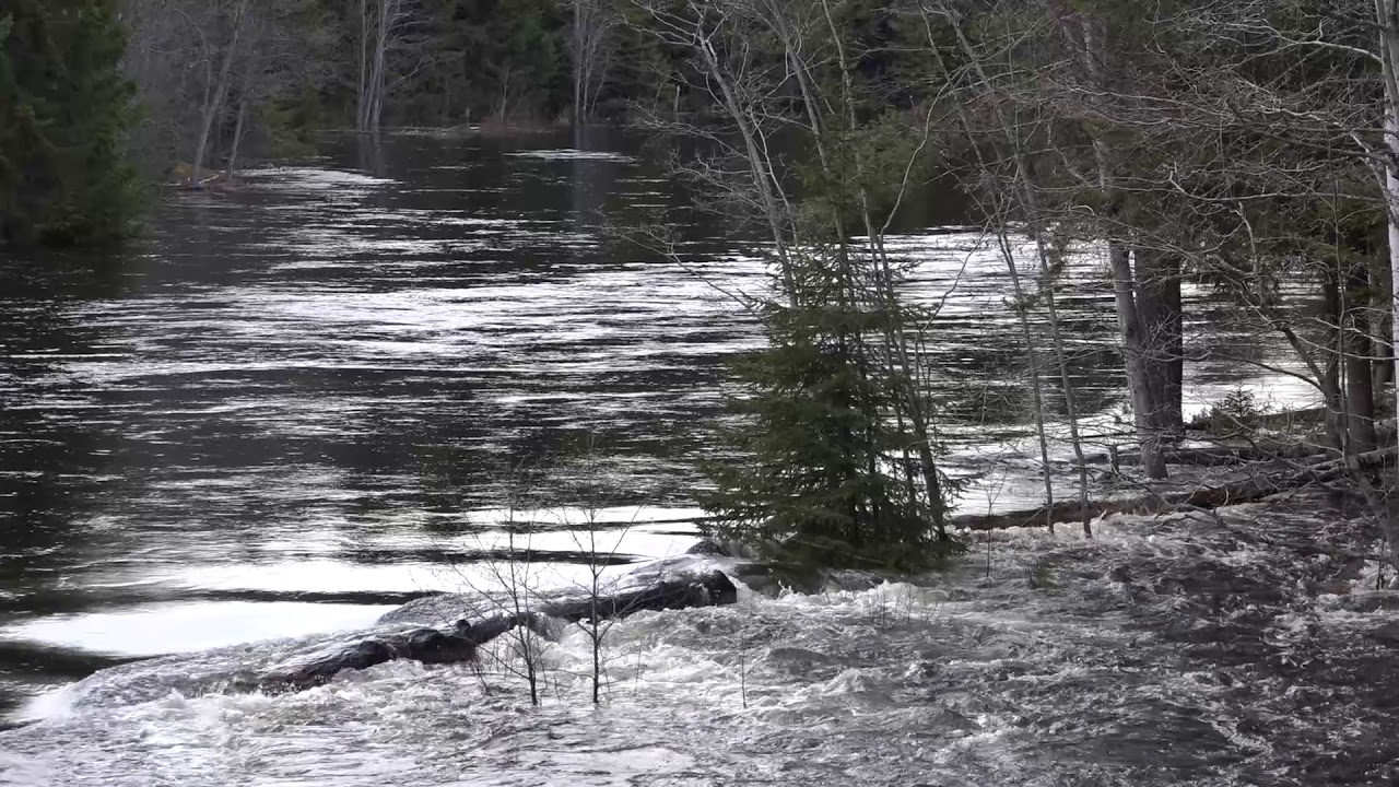 Från Hennan till Tallåsen i vårflodens tecken