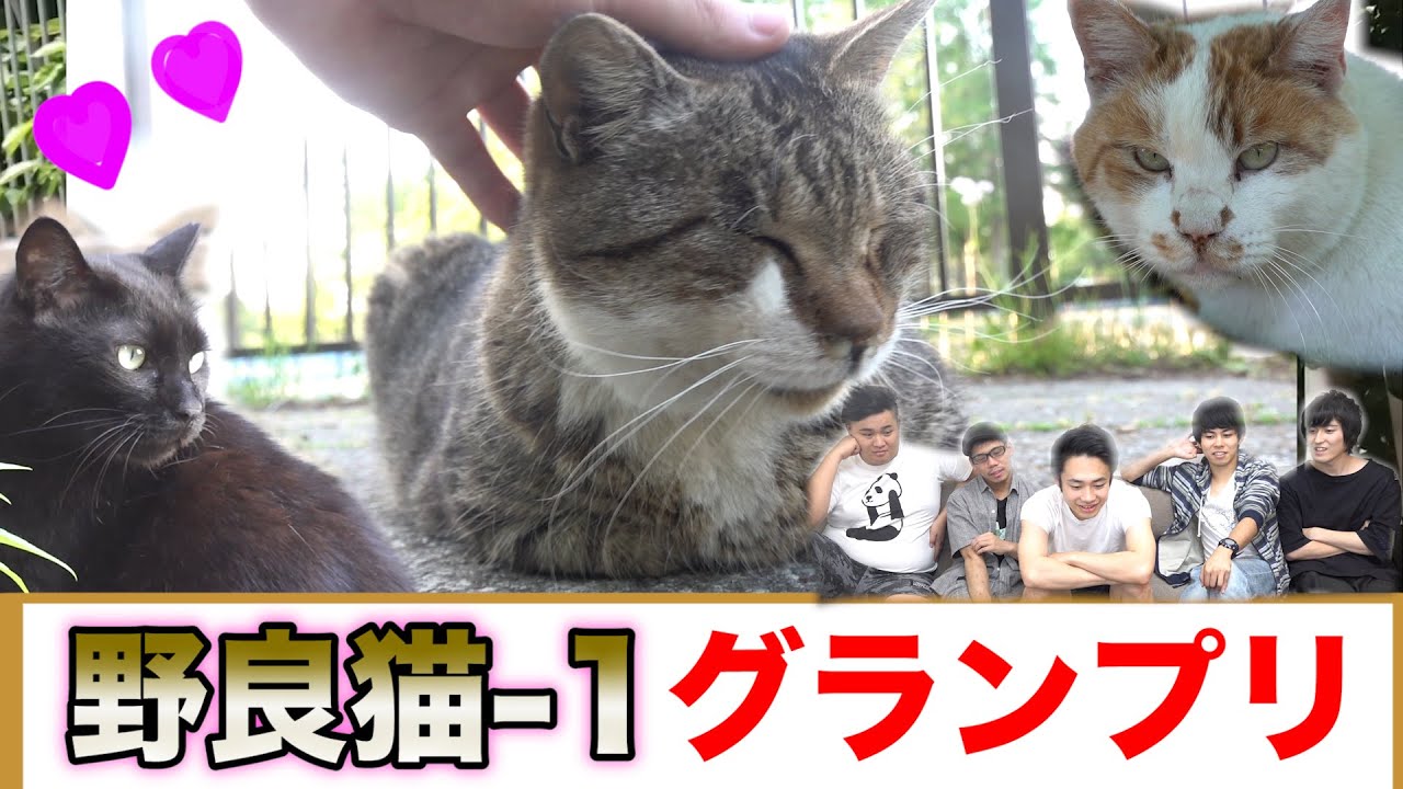 【第1回】野良猫-1グランプリが可愛すぎるのでゆっくり見てってね！！