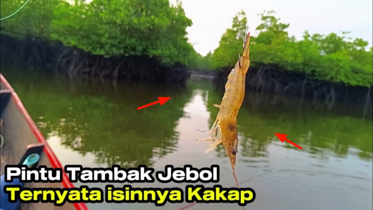 BENAR DUGAAN SAYA..!! Mancing Di Spot Pintu Tambak Jebol Ada Kakapnya.! 