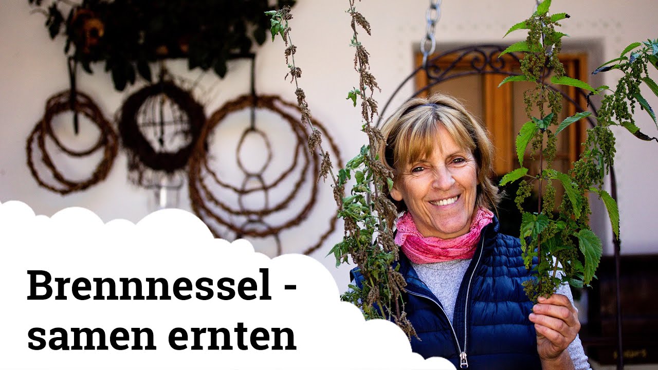 Brennnesselsamen | Die heimischen Powerpakete 🌿