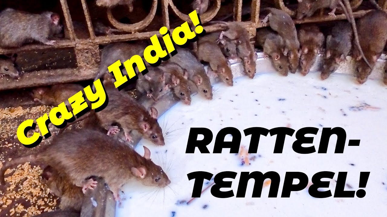 Ein Tempel nur für Ratten 🐀: Unser Indien-Trip ist der Wahnsinn! (Indien 🇮🇳 in 4K)