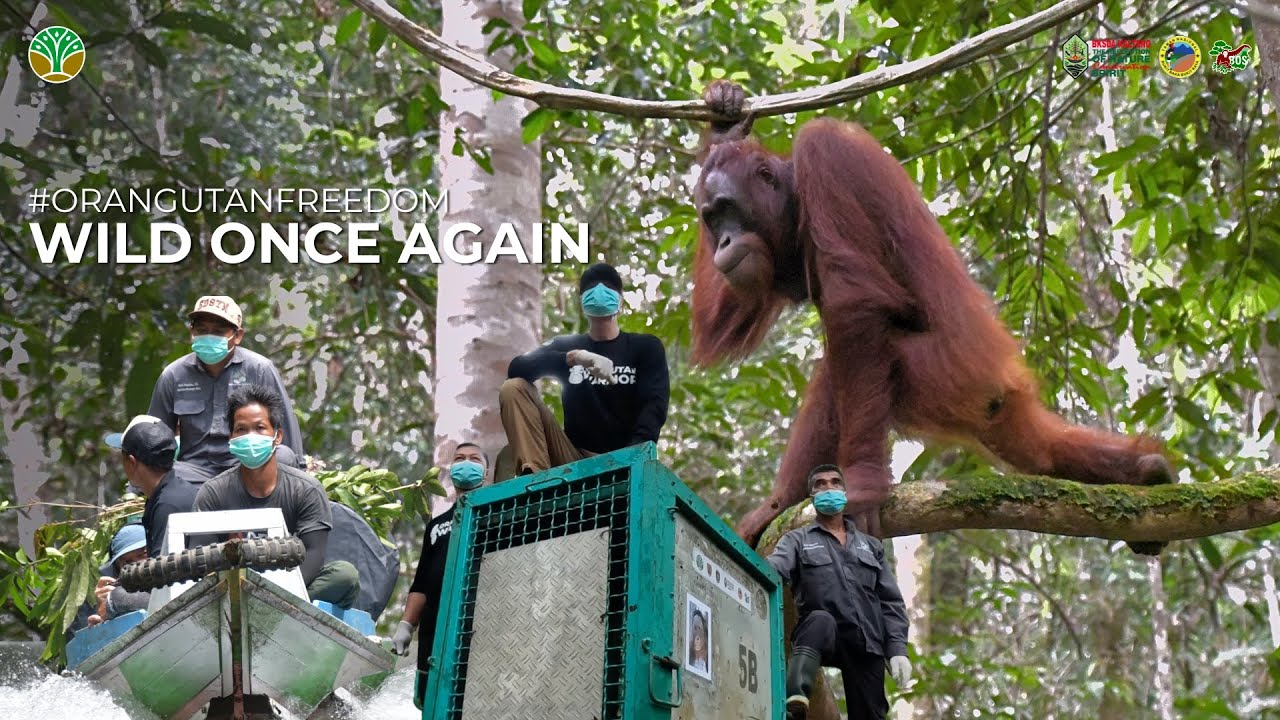 #ORANGUTANFREEDOM