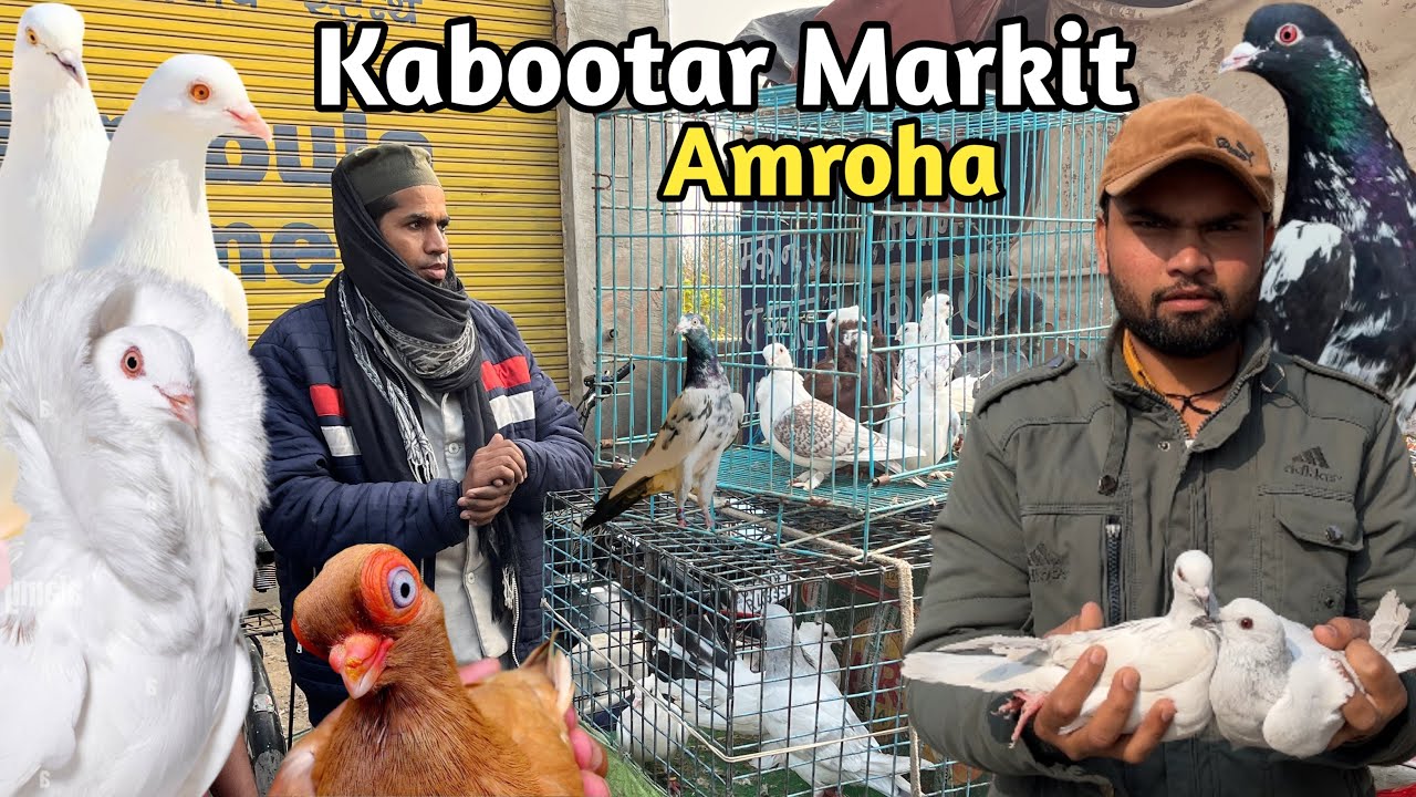 Amroha Kabootar Markit 🕊️ 21-02-2026 अमरोहा कबूतर बाज़ार Pigeon Markit || iTs Pigeon WaLa 
