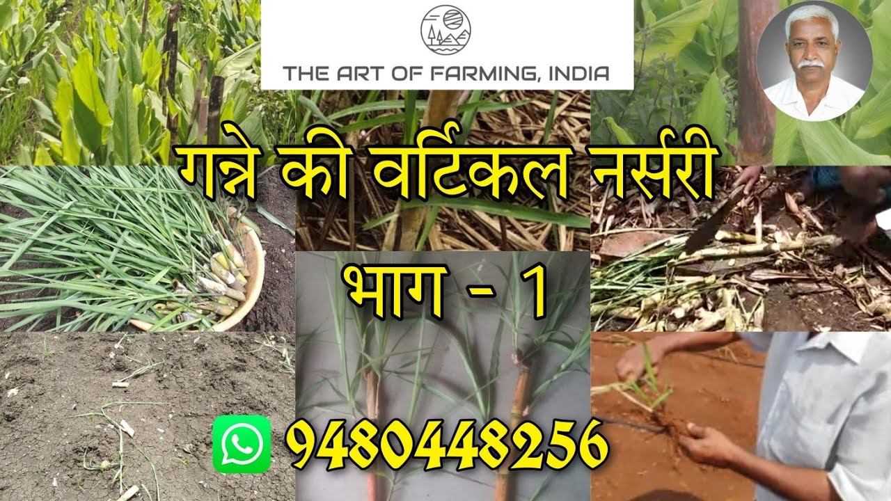 Vertical Sugarcane Nursery (Part -1)|Suresh Desai|गन्ने की खेती।Organic Farming