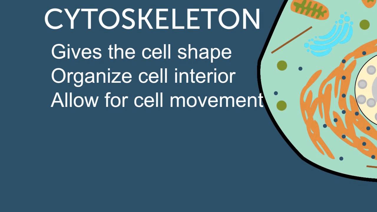 Cytoplasm