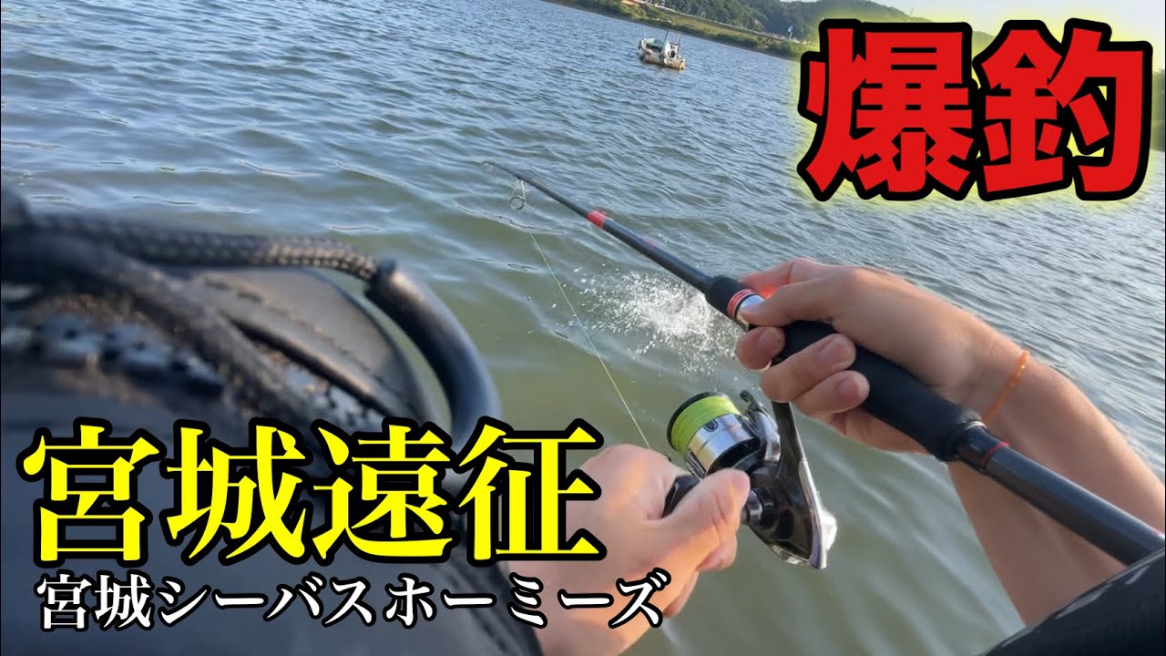 【遠征】宮城のシーバス大会開始早々爆釣した‼︎