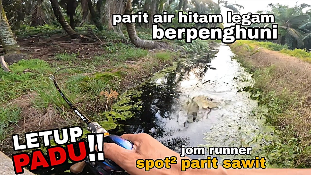 Casting haruan !! LETOP PADU DAH. Haruan parit sawit. Memancing di lubuk lubuk haruan.