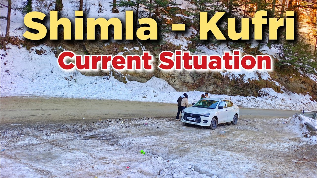 Shimla Kufri का ताज़ा हाल | Shimla Latest Video | Kufri latest video #shimlakufrilatest #shimlavideo