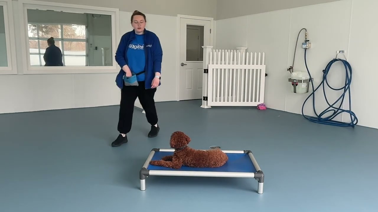 Wally- Working on come, sit, down, wait, and place