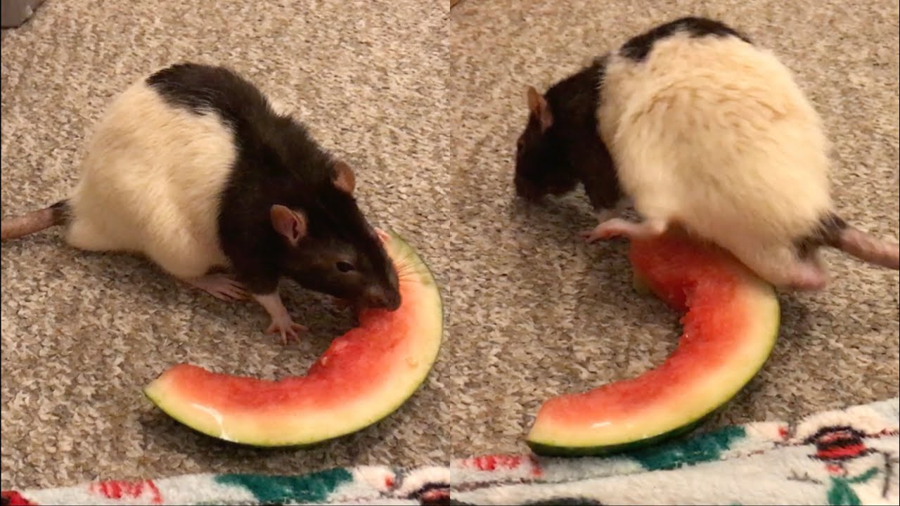 An Update on Meatball the Rescue Rat!