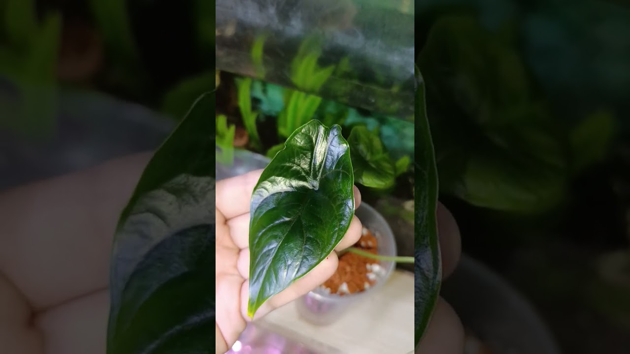 Alocasia Green Unicorn