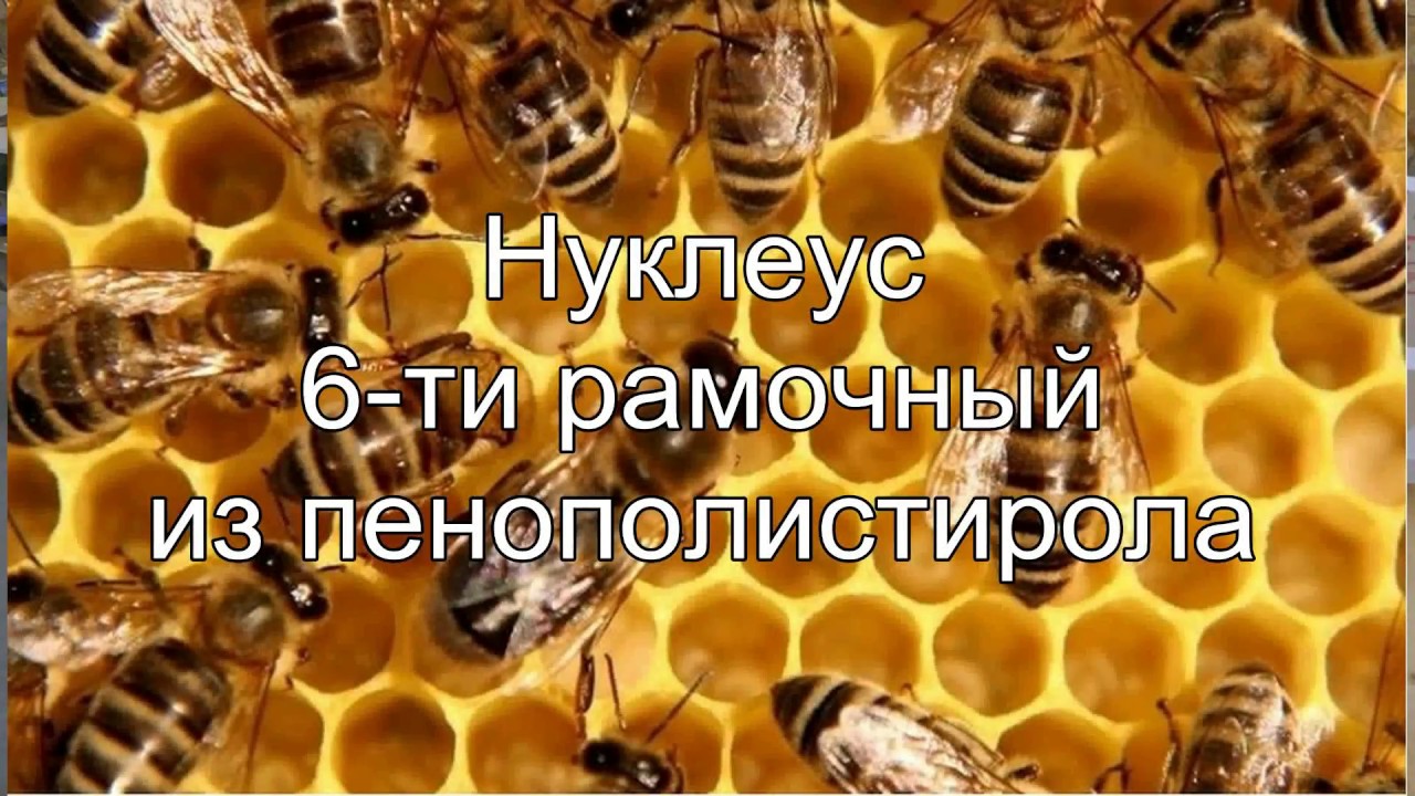 нуклеус 6 ти рамочный