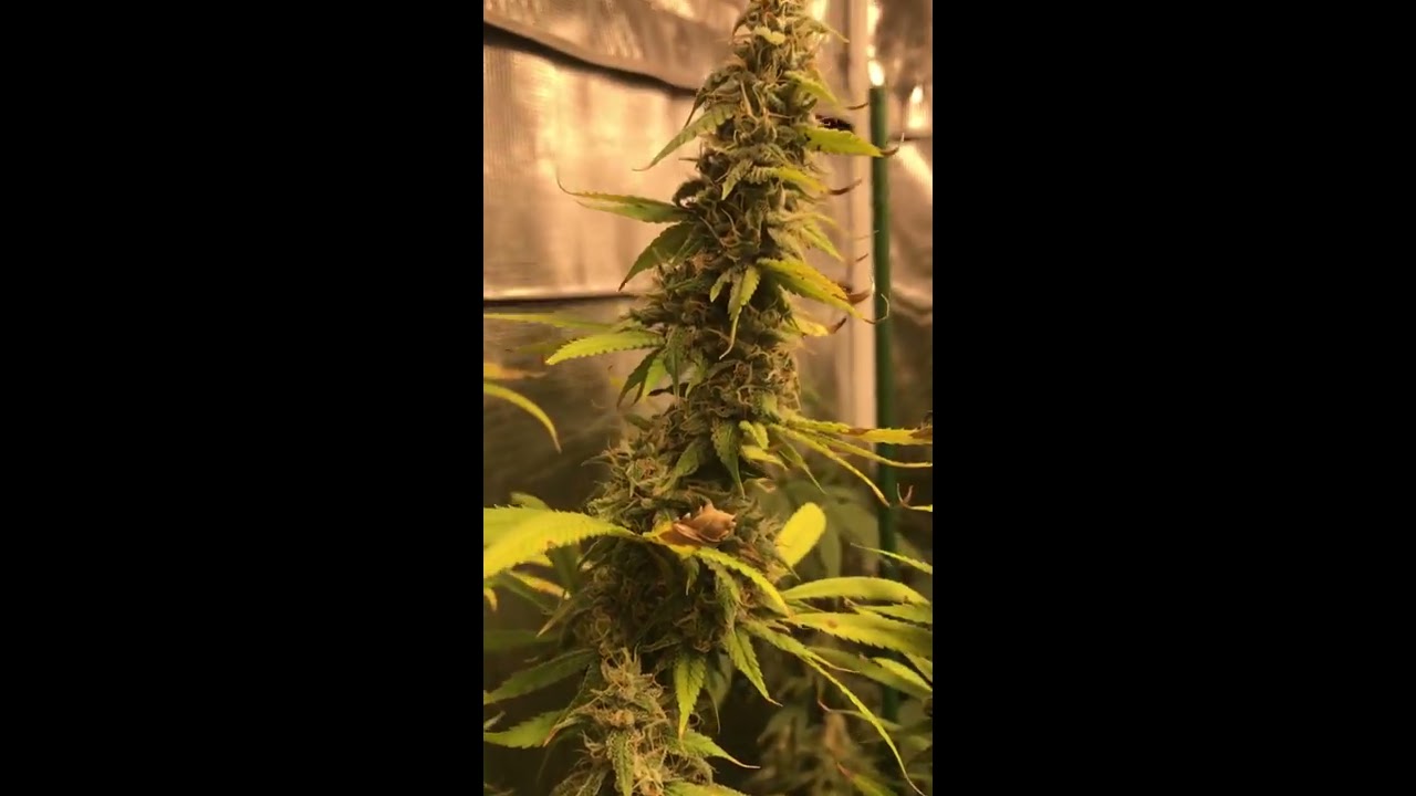 Day 60 Flower Update