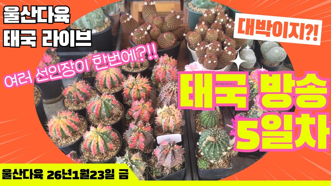 [1월23일 금]태국 현지 라이브✨선인장들 한번에?!!🍀#울산다육 #선인장 #다육이 #식물 #실시간 #라이브 #판매
#식물영상 #힐링영상 #감성영상
#집꾸미기 #홈가드닝 #플랜테