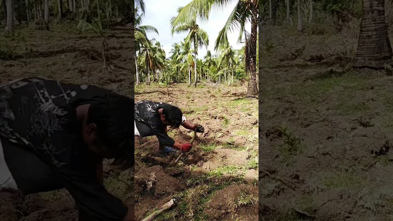 Paraan sa pagtanim ng saging og lubi 