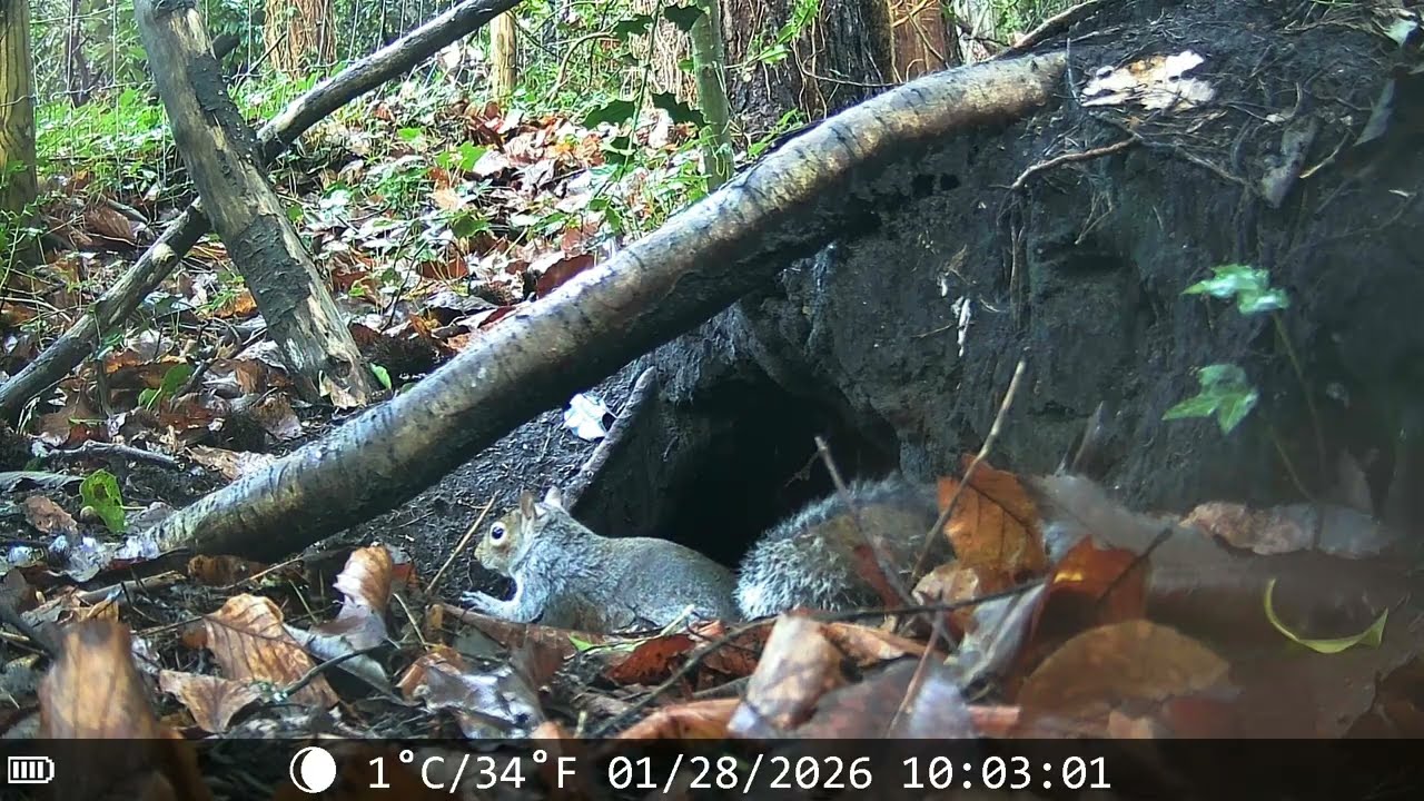 What lives down this hole ?