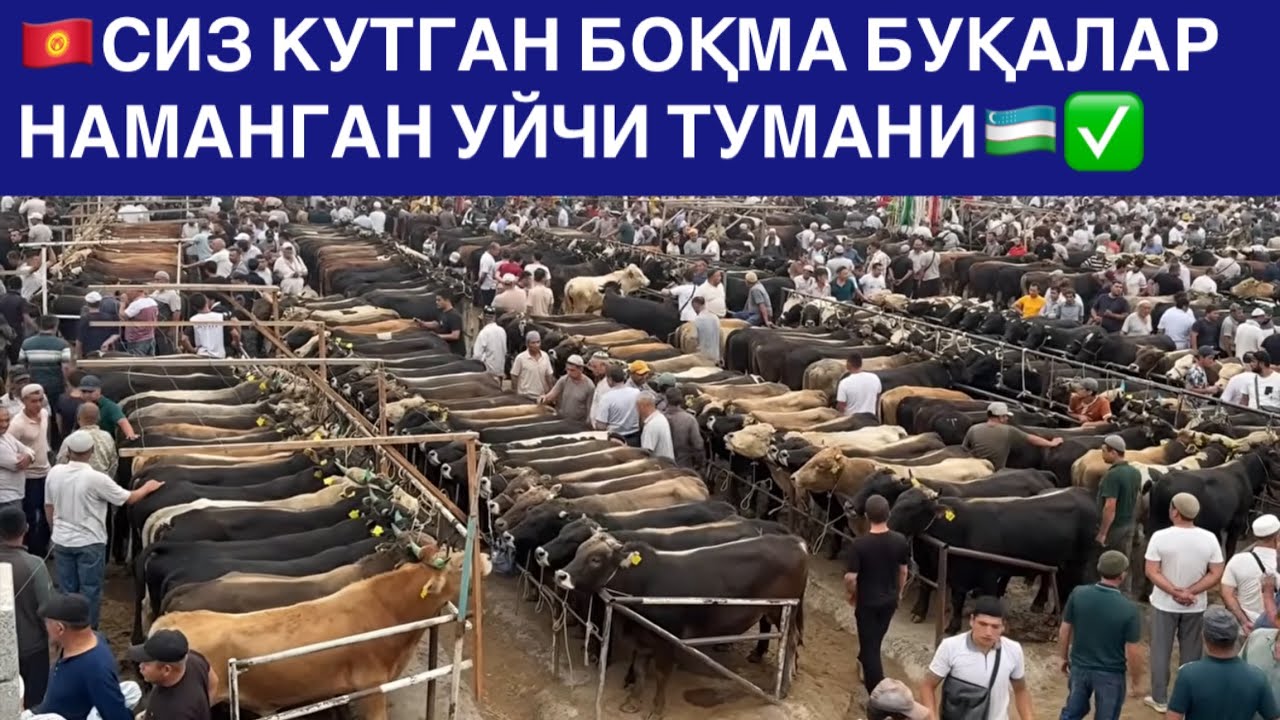 🇰🇬💸✅ЁР СИТИ БОҚМА БУҚАЛАР МАКОНИ ҚИРҒИСТОН БУҚАЛАРИ КЕЯПДИМИ❓КЎРИНГ. 