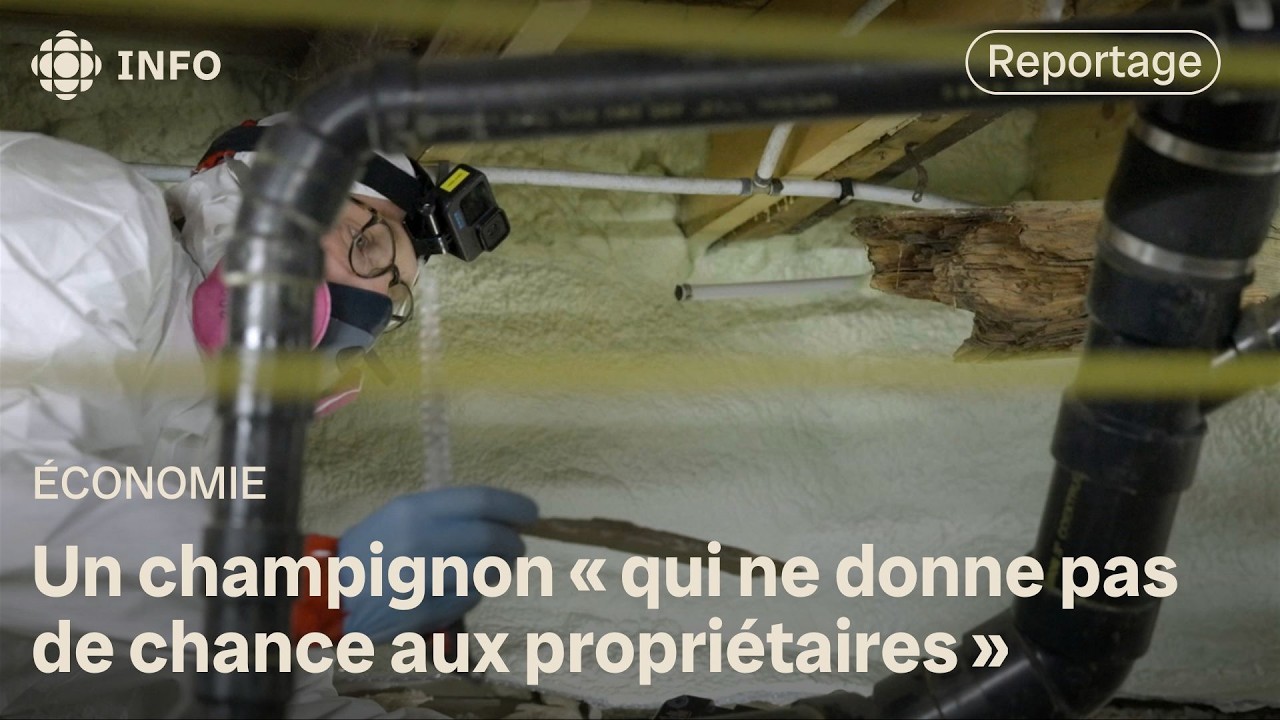 La mérule pleureuse, ce champignon qui mange des maisons | La facture
