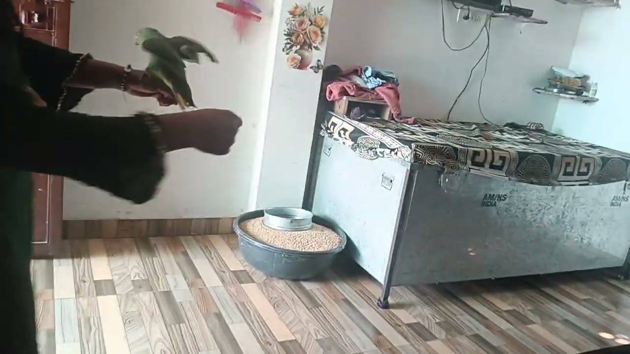 #parrot 🦜🦜 आज हमारा तोता क्या कर रहा है देखो
