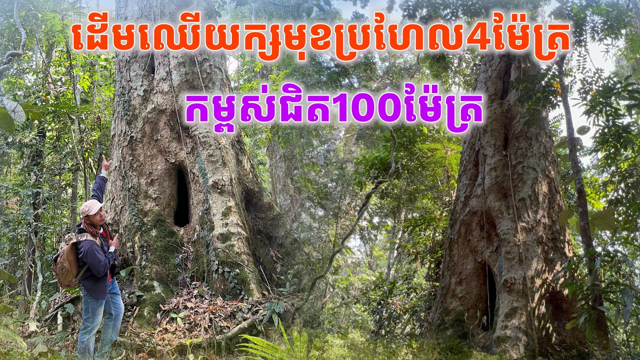 ធំណាស់បងប្អូនអើយមុខប្រហែលជិត4ម៉ែត្រកម្ពសជិត100ម៉ែត្រ