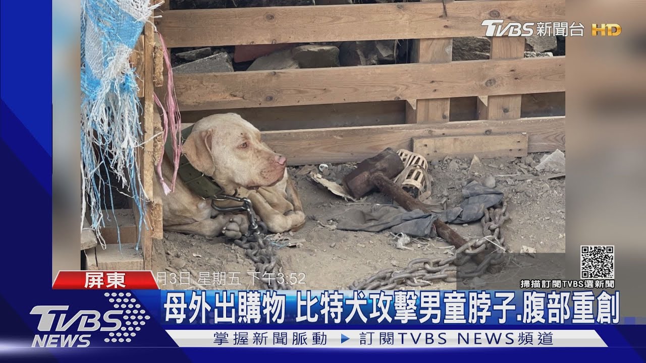 屏東春日3歲男童遭比特犬咬死 狗沒登記將安樂死 飼主受罰.法辦｜TVBS新聞