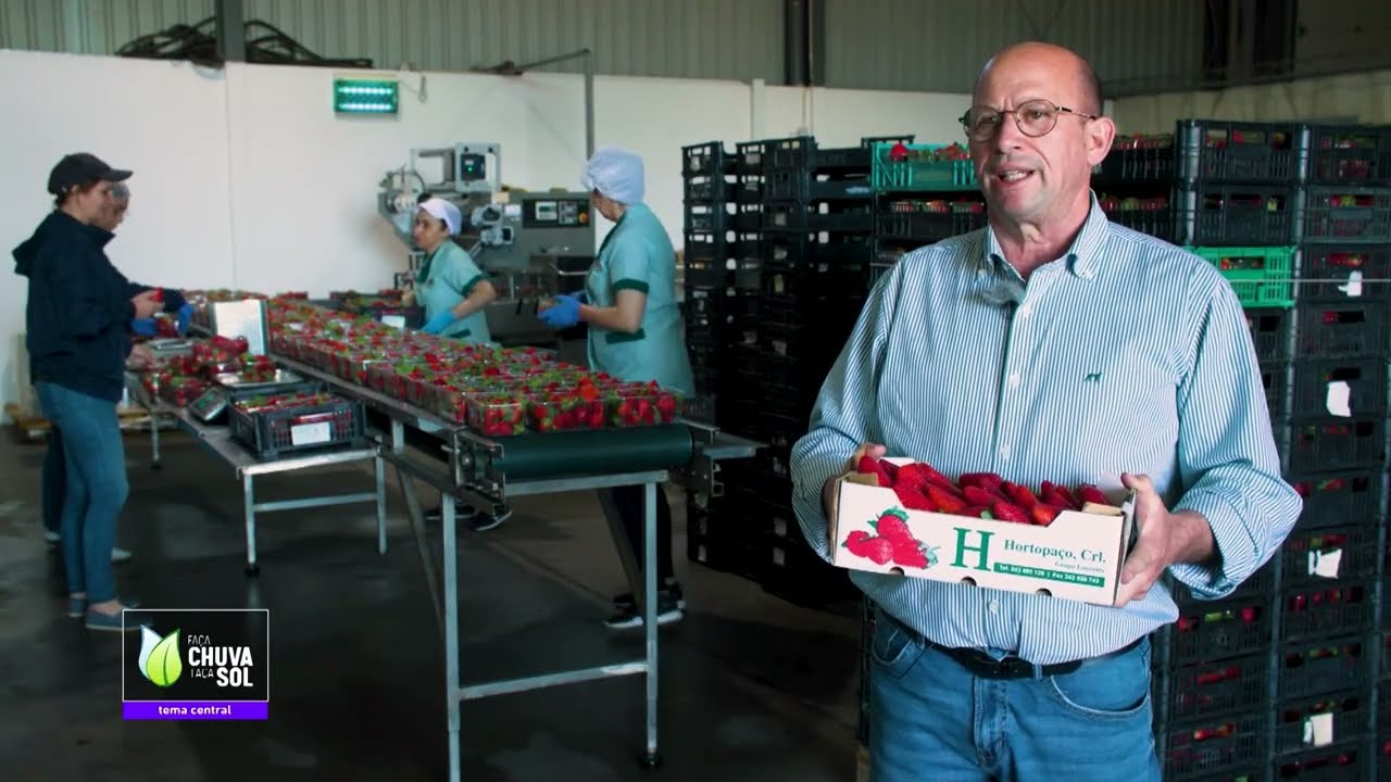 Reportagem Faça Chuva Faça Sol sobre a produção de morangos