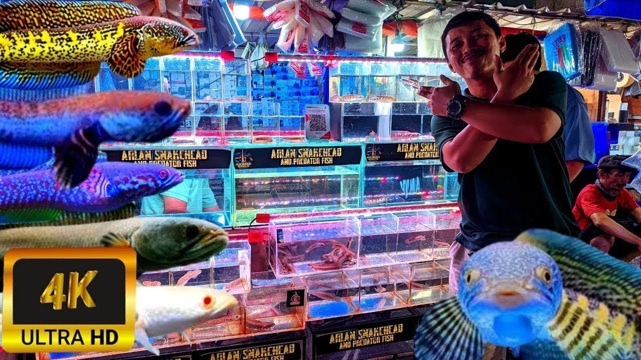 REVIEW HARGA IKAN CHANNA AURANTI. STOK TERBATAS DI  LAPAK BANG ARLAN DI PASAR IKAN HIAS JATINEGARA 