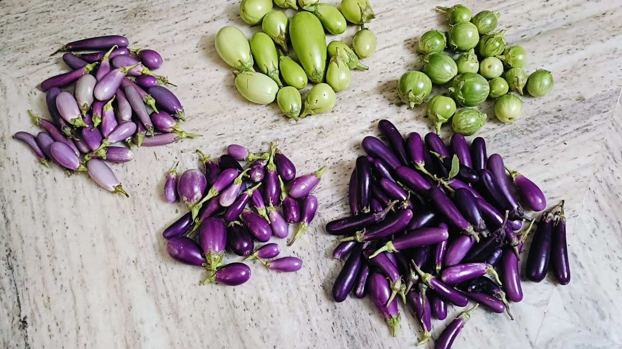 🌱 11th Harvest Brinjals – High Yield Success 🍆#naturelovers 