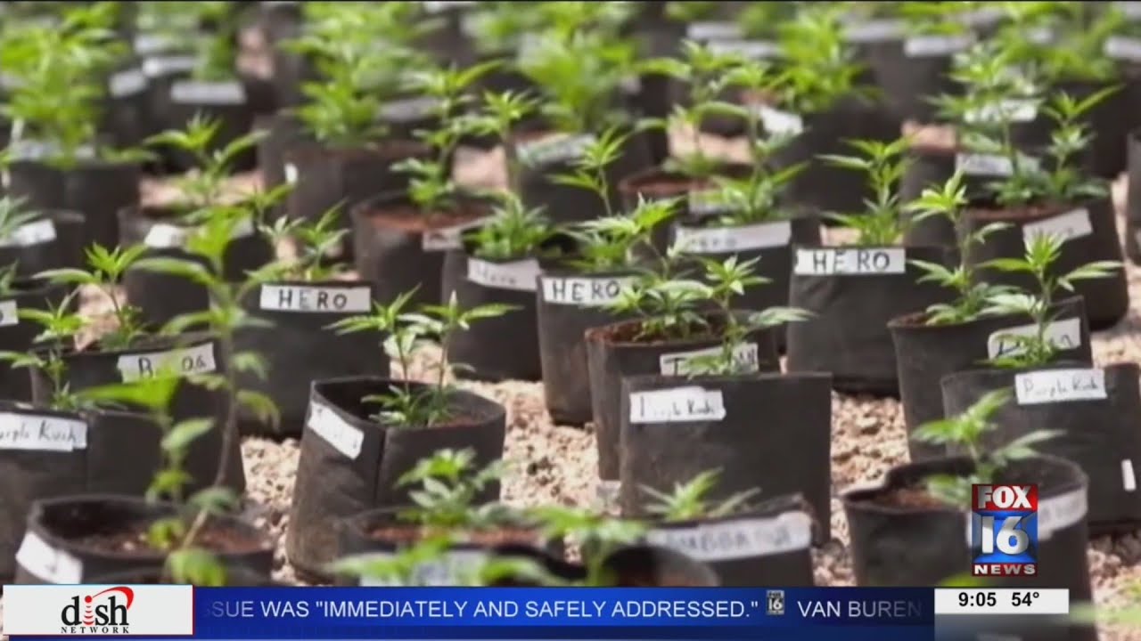 Update: First medical marijuana patient in Arkansas served