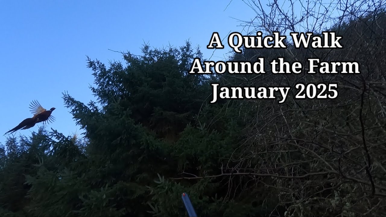 A Couple Of Hours Rough Shooting January 2025