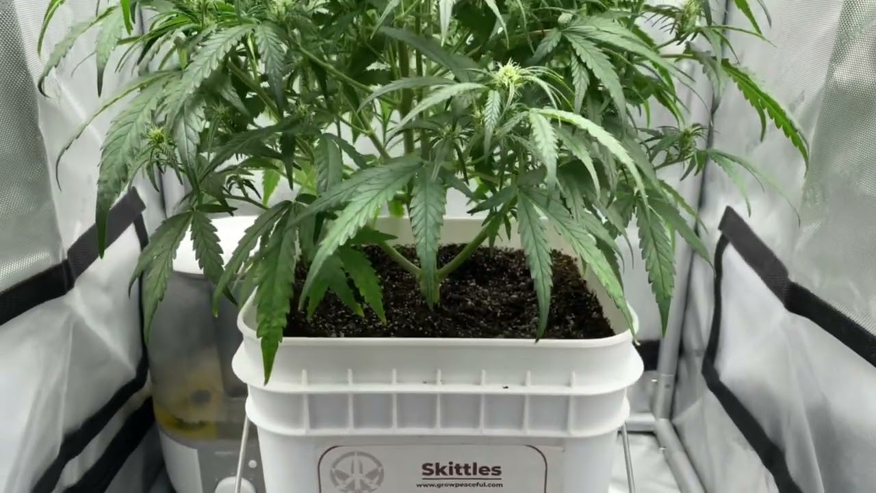 Skittles Auto Going Into Flower | Grow Peaceful Grow Bucket | The cheapest Way To Grow