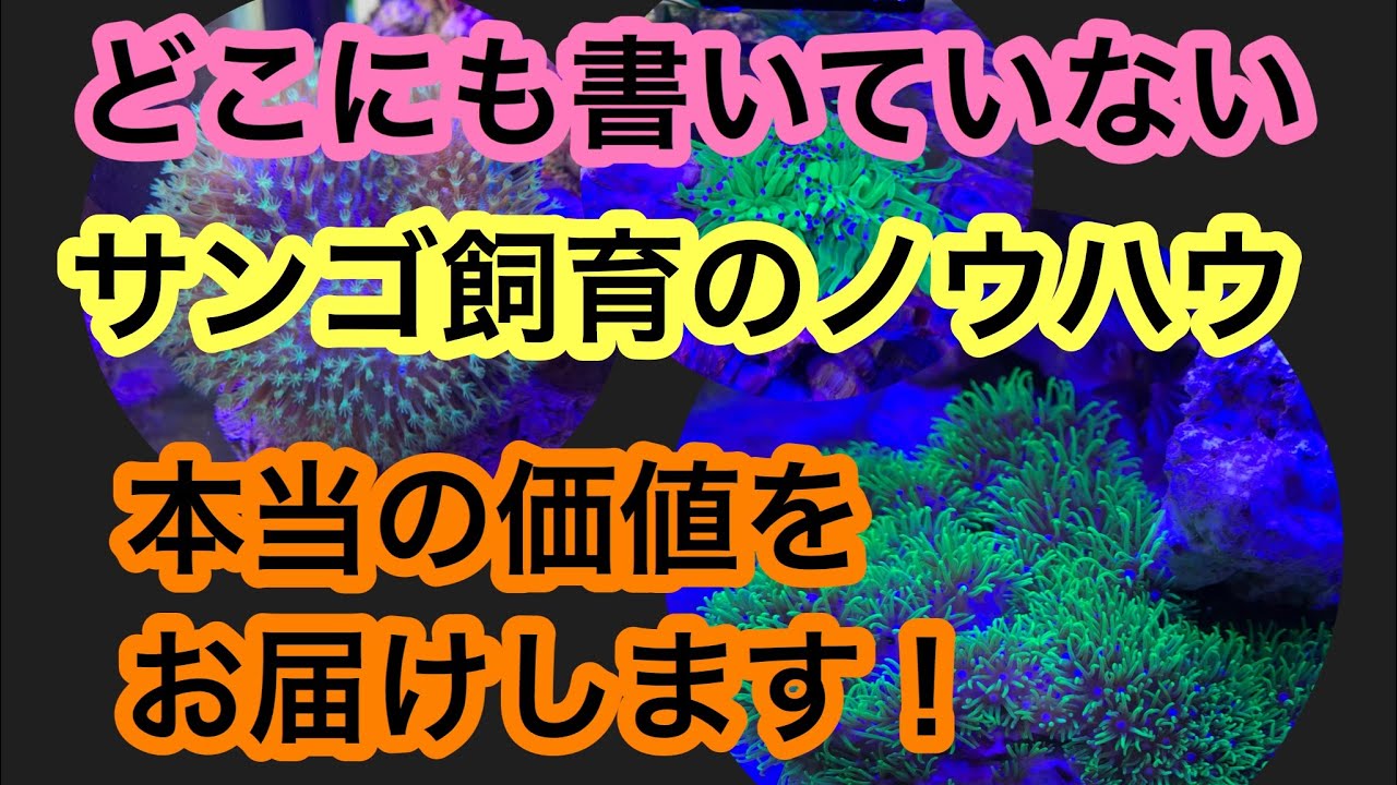 【本当の価値ある情報】どこにも書いてないサンゴ飼育のノウハウすべて公開します!
