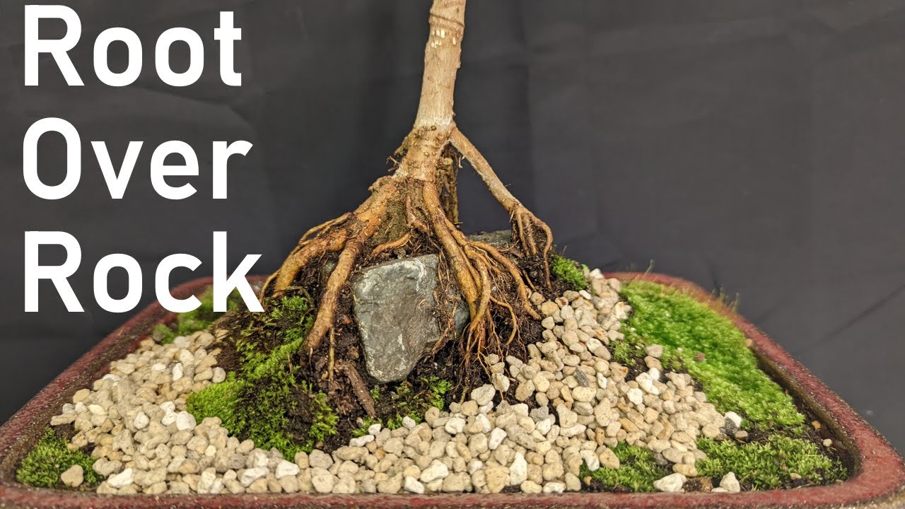 Root Over Rock Ficus Bonsai - From Start to Reveal