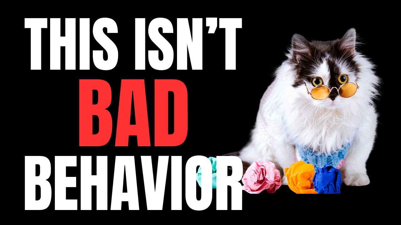 The Most Misunderstood Cat Behavior (And What It Really Means)